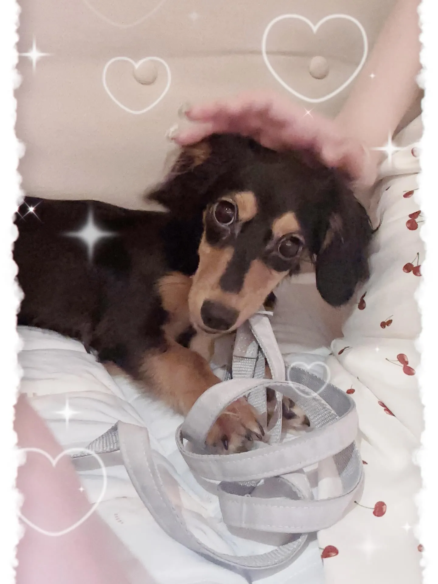 🐶